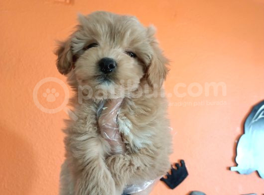 Tüy Dökmez Akıllı Secereli Maltipoo Yavrularımız görsel