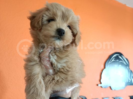 Tüy Dökmez Akıllı Secereli Maltipoo Yavrularımız görsel