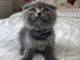 Safkan Scottish Fold Yavrular