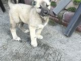 ANADOLU ÇOBAN KÖPEĞİ KANGAL YAVRULAR HAZIR
