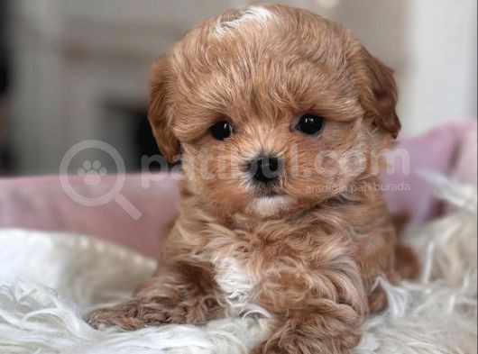 Ukrayna Gi̇ri̇şli̇ Malti̇poo Bebekler