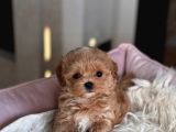 Ukrayna Gi̇ri̇şli̇ Malti̇poo Bebekler