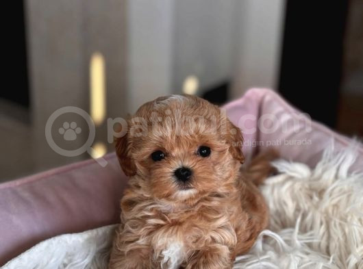 Ukrayna Gi̇ri̇şli̇ Malti̇poo Bebekler görsel