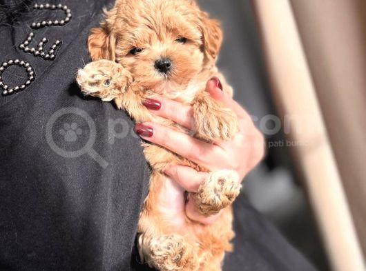 Teacup Malti̇poo Yavrular
