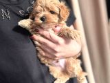 Teacup Malti̇poo Yavrular