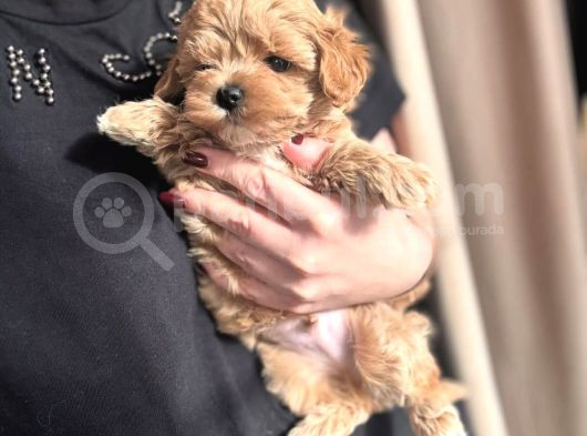 Teacup Malti̇poo Yavrular görsel