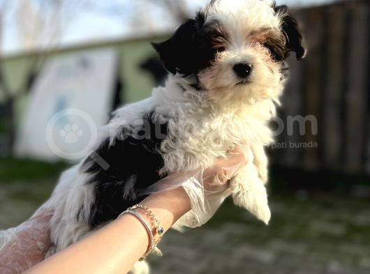Morkie Yavru görsel