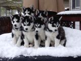 Safkan mükemmel kalite husky yavrular