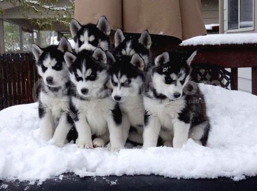 Safkan Mükemmel Kalite Husky Yavrular