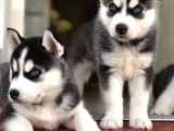 Safkan Mükemmel Kalite Husky Yavrular