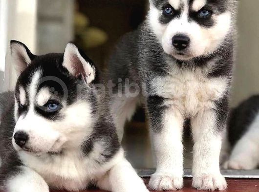 Safkan Mükemmel Kalite Husky Yavrular görsel