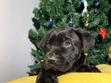 Safkan Koca Pati Cane Corso Yavru
