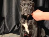 Safkan Koca Pati Cane Corso Yavru