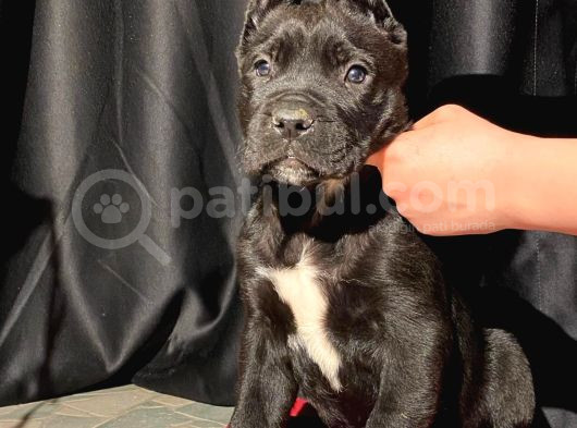 Safkan Koca Pati Cane Corso Yavru