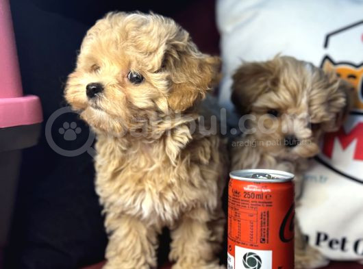 Petmode Köpek Çiftliğinden  Tea Cup Maltipoo görsel