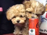 Petmode Köpek Çiftliğinden  Tea Cup Maltipoo