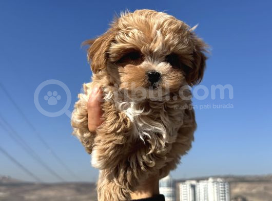 Petmode Köpek Çiftliğinden  Tea Cup Maltipoo görsel