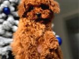 Original poodle yavruları