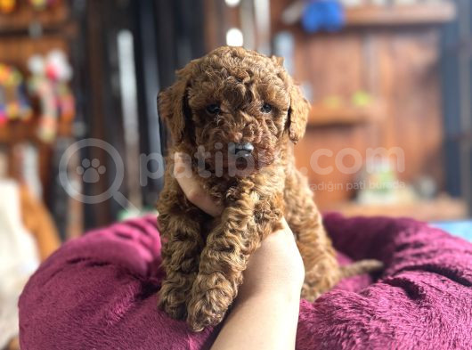 En Güzel Toy Poodle Burkemde görsel