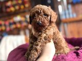 En Güzel Toy Poodle Burkemde