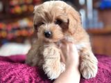 En Güzel Malti̇poo Burkemde