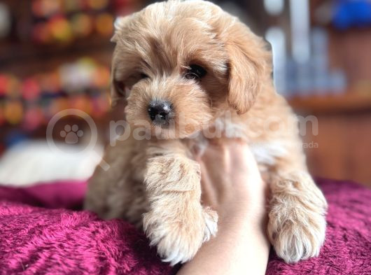 En Güzel Malti̇poo Burkemde görsel