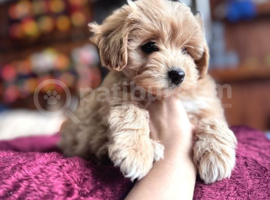En Güzel Malti̇poo Burkemde