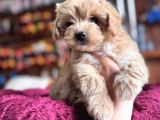 En Güzel Malti̇poo Burkemde