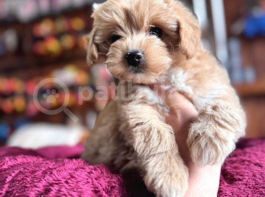 En Güzel Malti̇poo Burkemde görsel