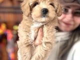 En Güzel Malti̇poo Burkemde