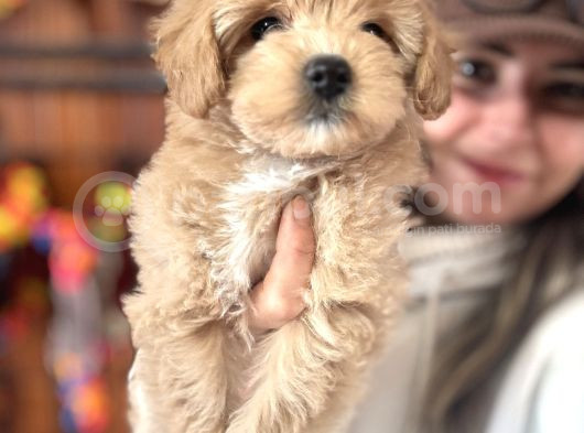 En Güzel Malti̇poo Burkemde görsel