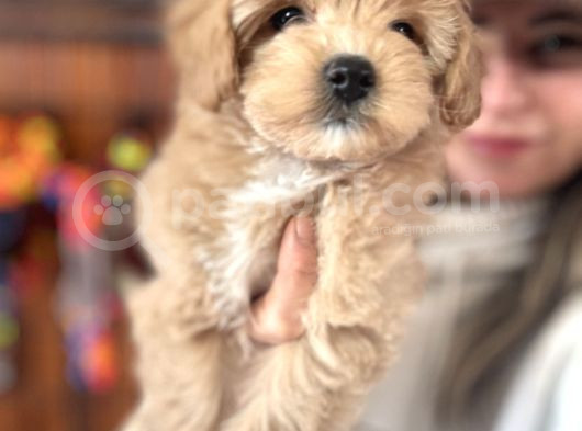 En Güzel Malti̇poo Burkemde görsel