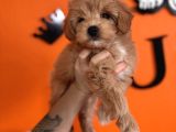 En Güzel Malti̇poo Burkemde