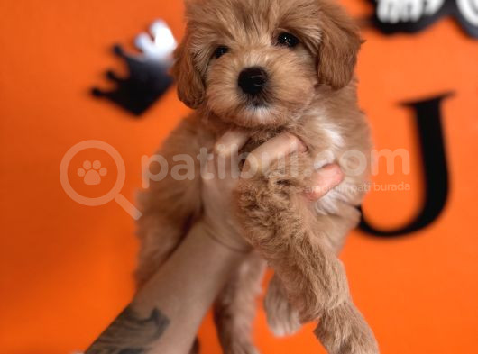 En Güzel Malti̇poo Burkemde görsel