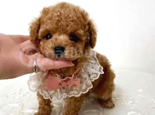 Veteriner Kontrolüyle Garantili Toy Poodle Bebek görsel