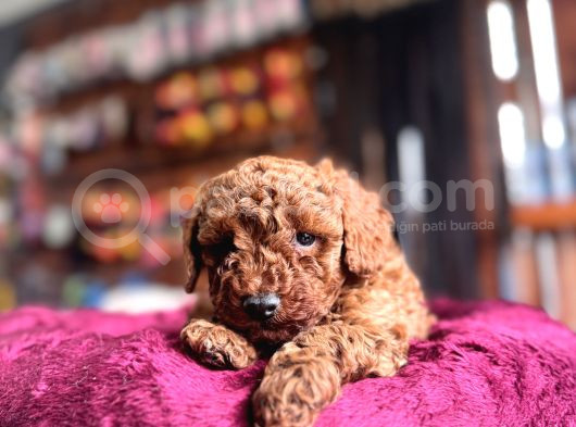 En Güzel Toy Poodle Burkemde görsel