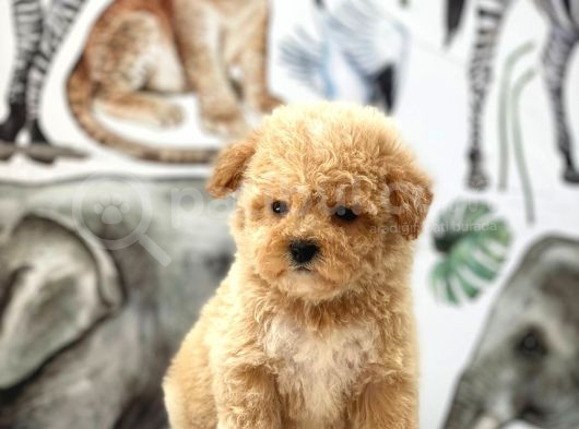Orjinal Maltipoo Yavrularımız görsel