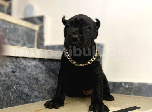 Cane Corsa Bebekler görsel