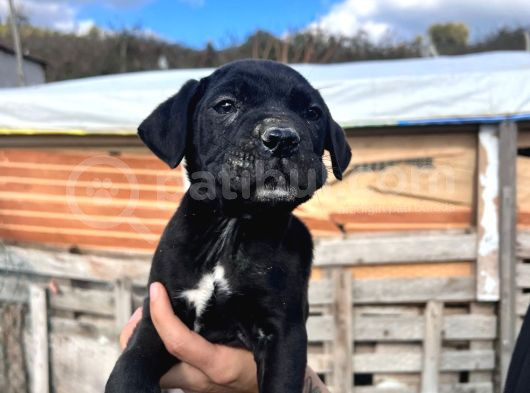 Cane Corsa Bebekler