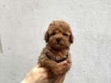Toy Poodle Yavrularımız