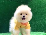 Üst Düzey A Kalite Pomeranian Boo Yavrularımız