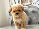 Orjinal Maltipoo Yavrularımız