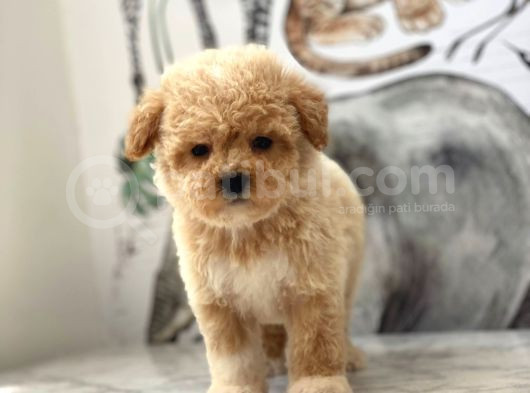 Orjinal Maltipoo Yavrularımız görsel