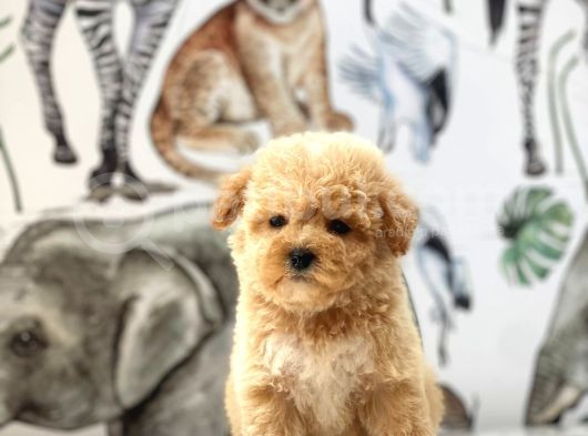 Orjinal Maltipoo Yavrularımız