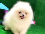 Tayland Girişli Pomeranian Boo Yavrularımız