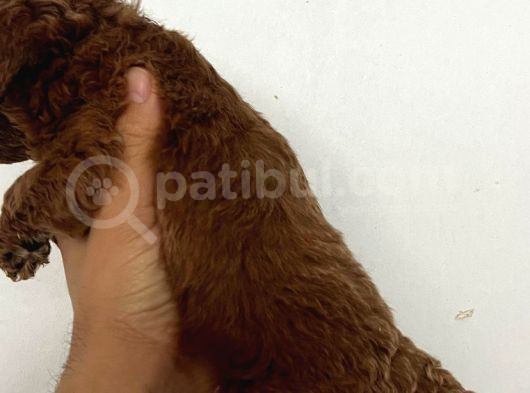 Kore Boy Toy Poodle Yavrularımız görsel