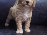 Orji̇nal Gerçek Malti̇poo Yavrular