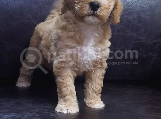 Orji̇nal Gerçek Malti̇poo Yavrular görsel