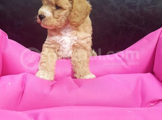 Orji̇nal Gerçek Malti̇poo Yavrular görsel