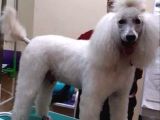 SADECE MALZEME KARŞILIĞI DEV POODLE YAVRULAR